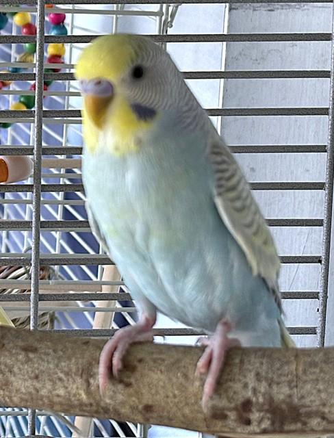 BENEDICT, Adoptable, Young Male Parakeet (Other).