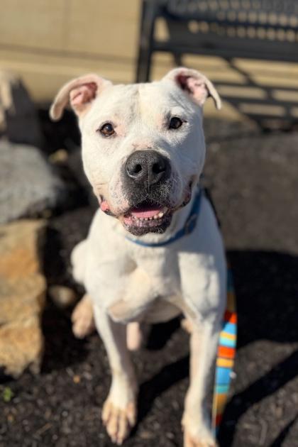 Vincent Price thumbnail 3