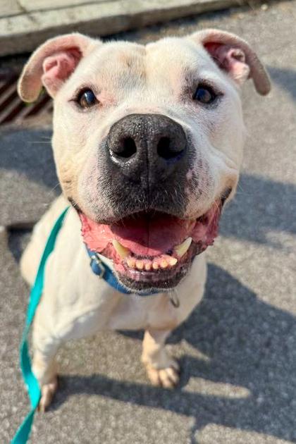 Vincent Price thumbnail 4