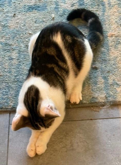 Sterling, Adoptable, Young Male Domestic Short Hair.