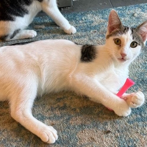 Enlarge Sterling, a Adoptable mixed breed in Pitman, NJ image 2/4