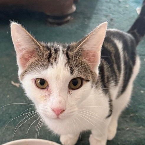 Sterling, Adoptable, Young Male Domestic Short Hair.