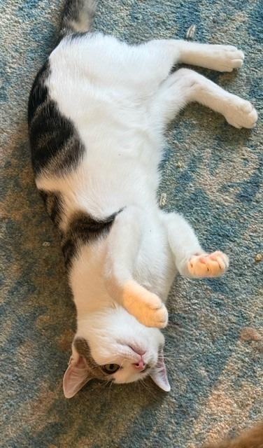 Enlarge Sterling, a Adoptable mixed breed in Pitman, NJ image 4/4