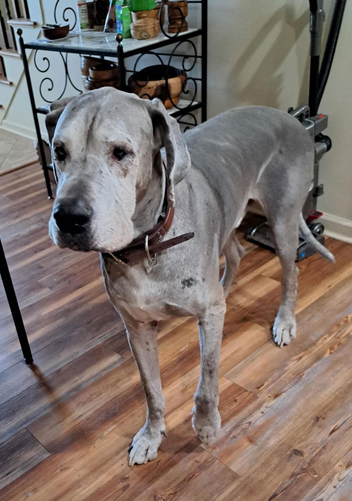 Archer, Adoptable, Senior Male Great Dane.