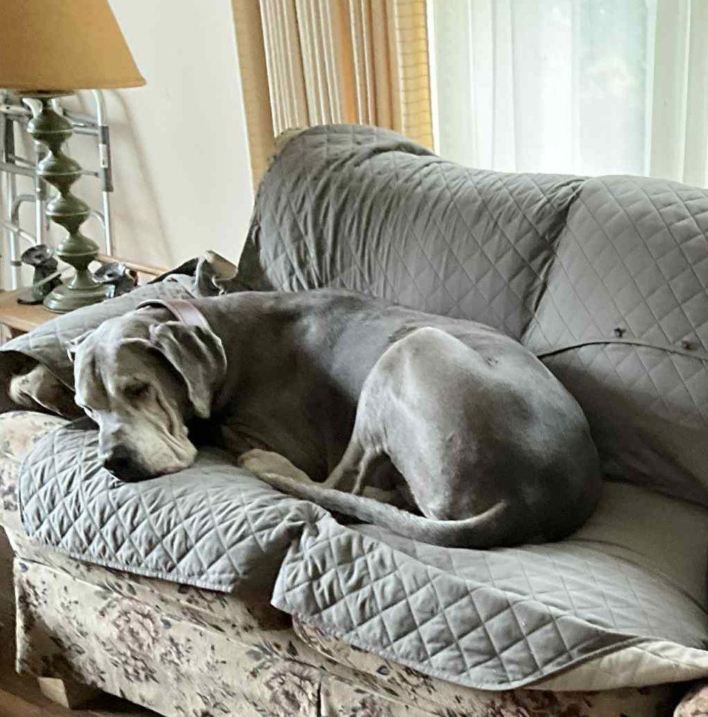Archer, Adoptable, Senior Male Great Dane.
