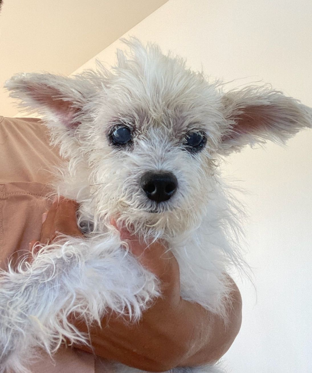 Akina, Senior Female Maltese