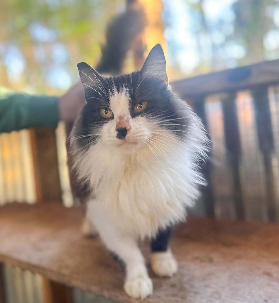 Monroe, Adoptable, Senior Female Domestic Long Hair.