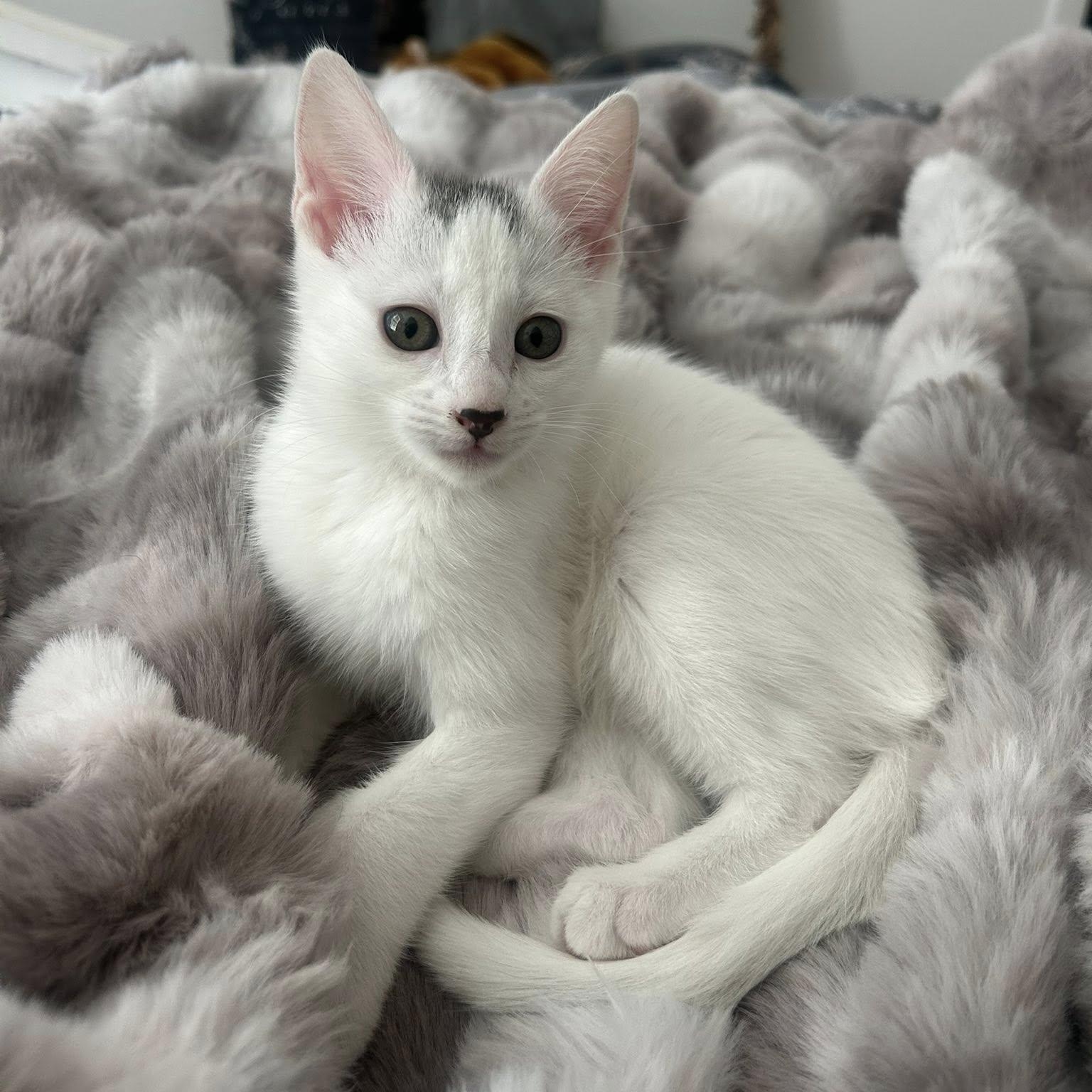 J'Adore, adopted, Kitten Female Domestic Short Hair.