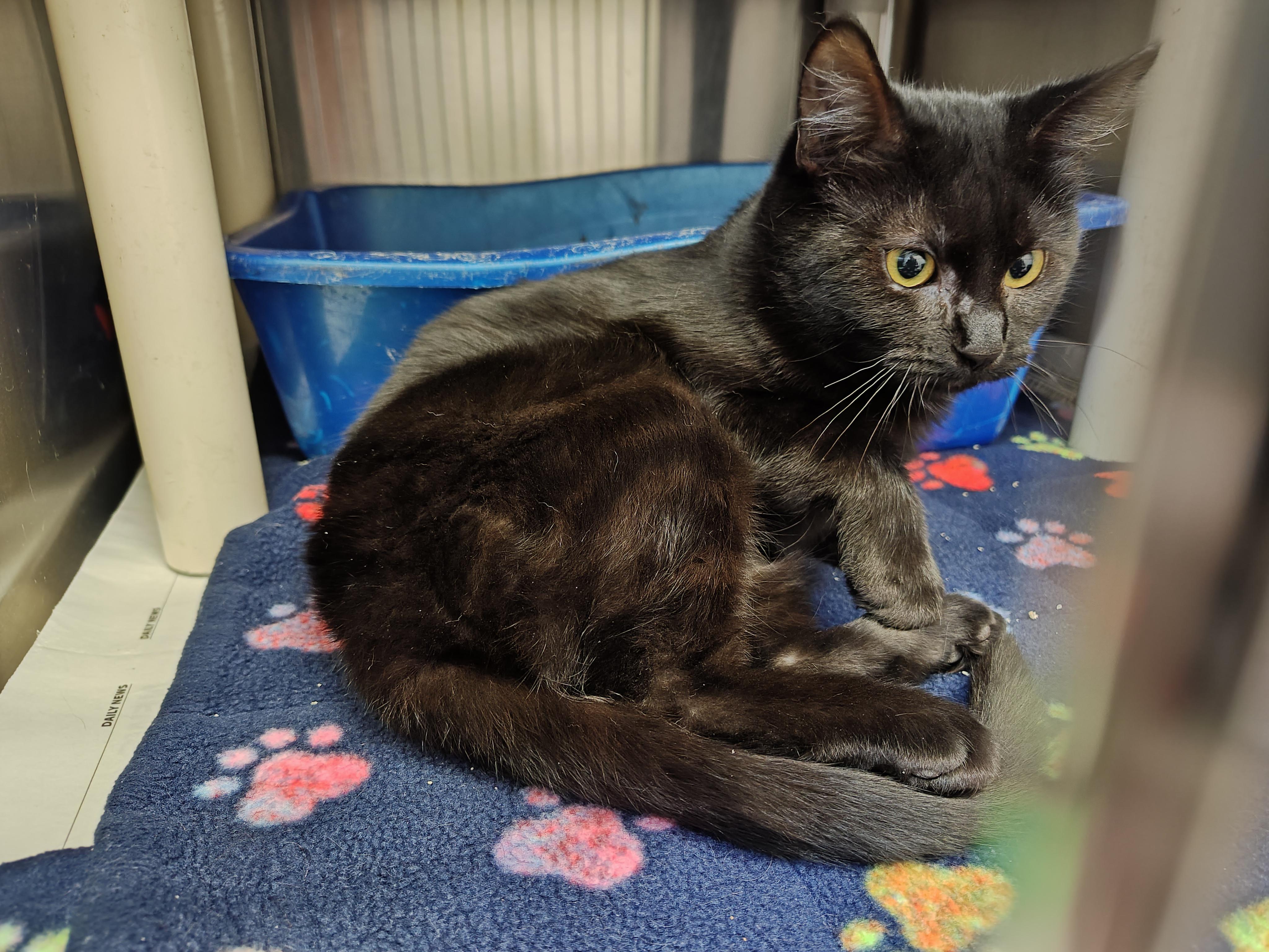 Venom, Adoptable, Kitten Female Domestic Short Hair.