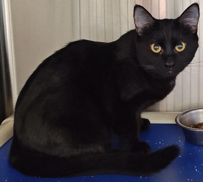 Enlarge Venom, a Adoptable Domestic Short Hair in Wahpeton, ND image 1/4