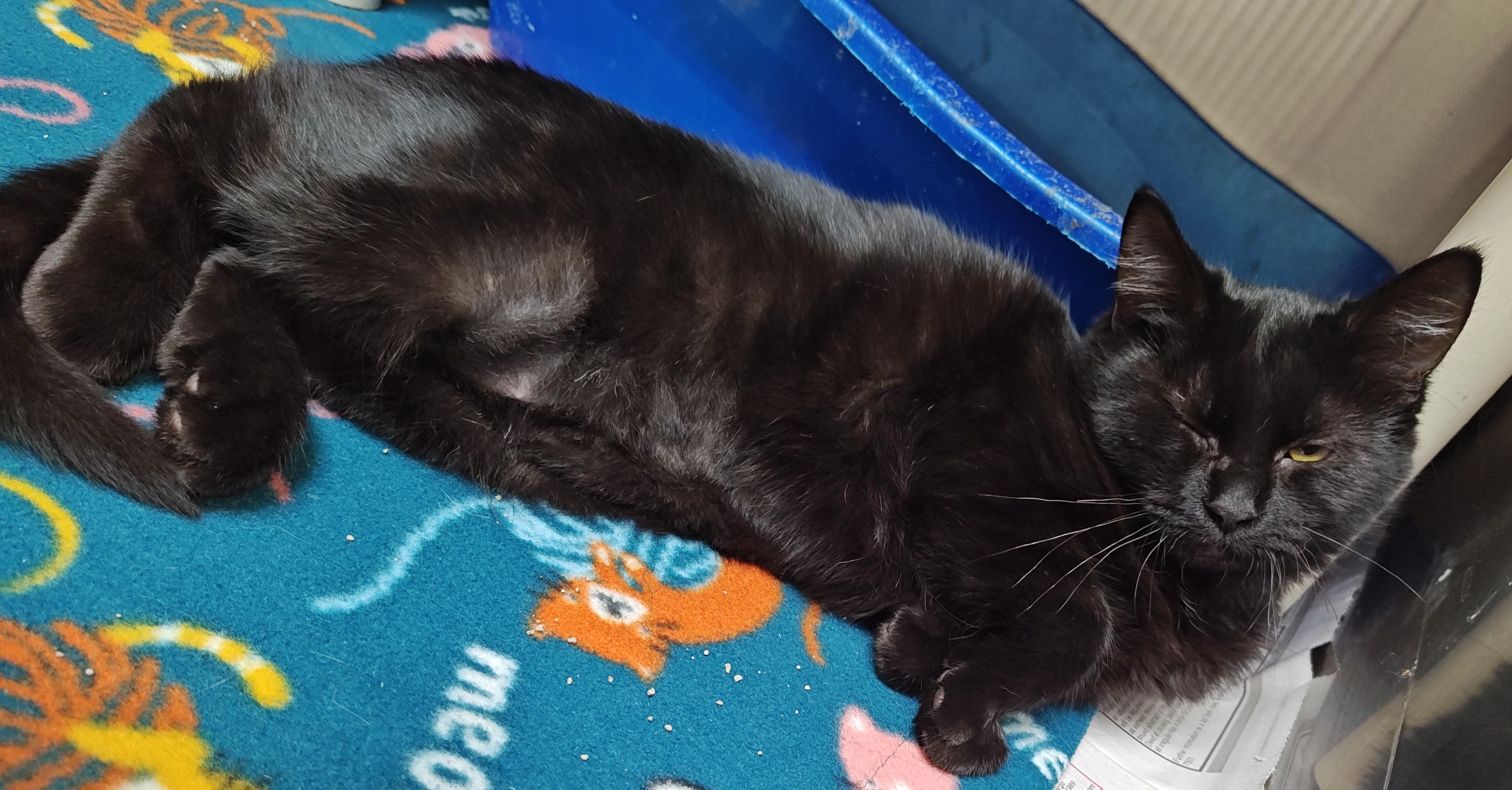 Enlarge Venom, a Adoptable Domestic Short Hair in Wahpeton, ND image 1/3