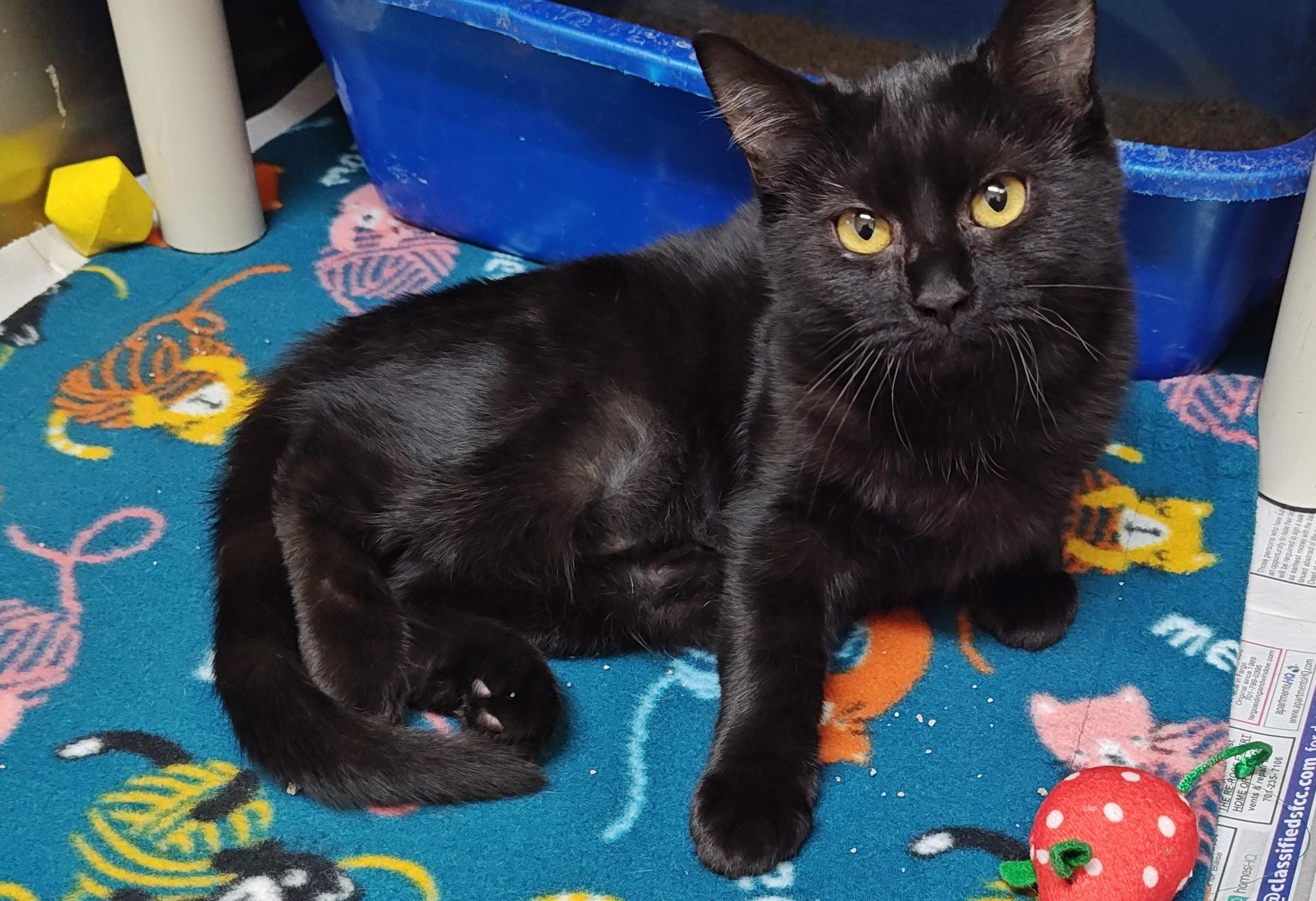 Enlarge Venom, a Adoptable Domestic Short Hair in Wahpeton, ND image 2/3