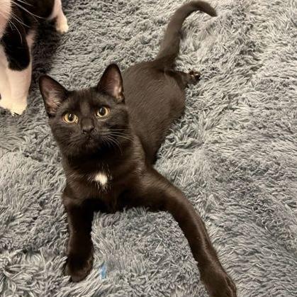 Enlarge Professor, a Adoptable Domestic Short Hair in Rochester, MN image 2/3