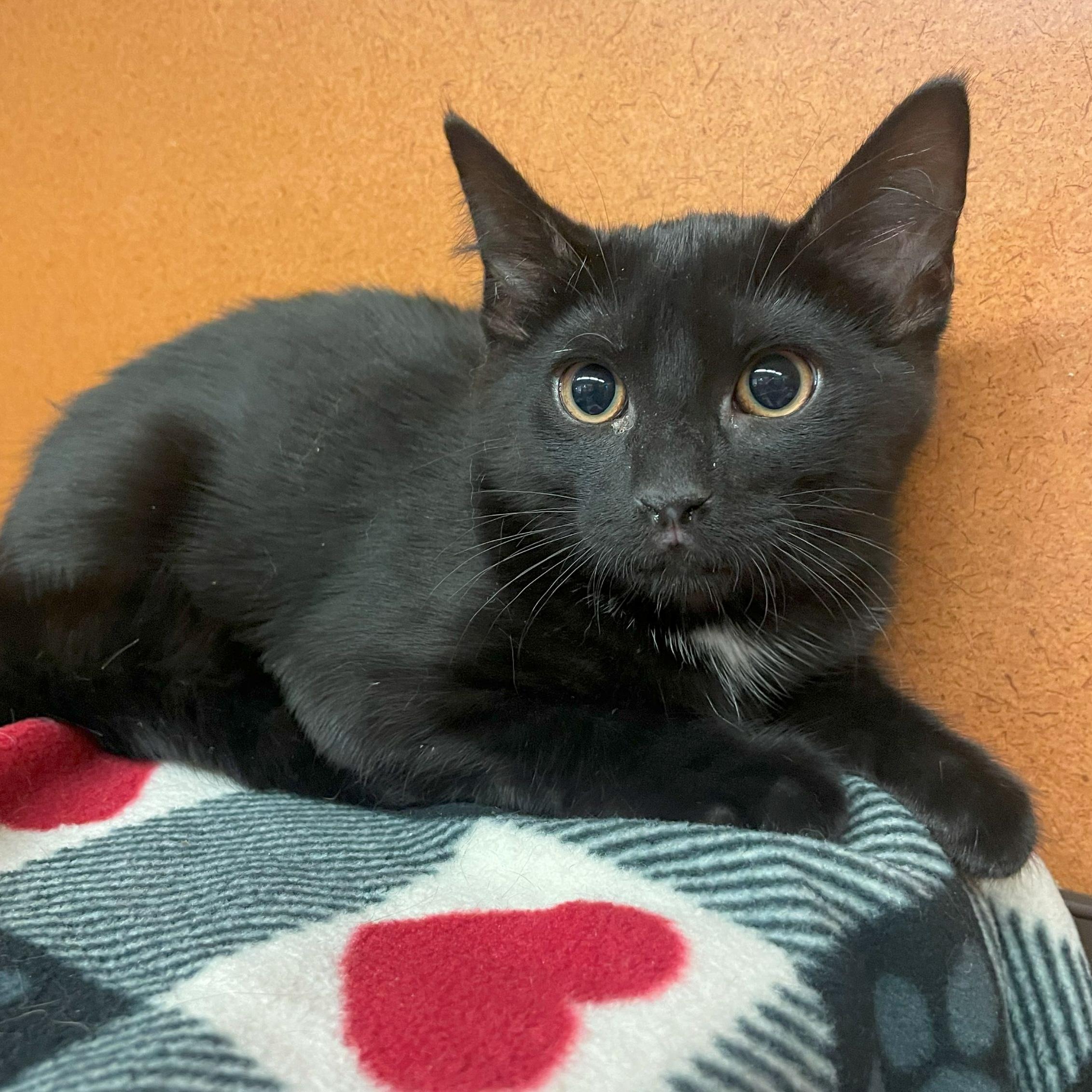 Enlarge Professor, a Adoptable Domestic Short Hair in Rochester, MN image 3/3