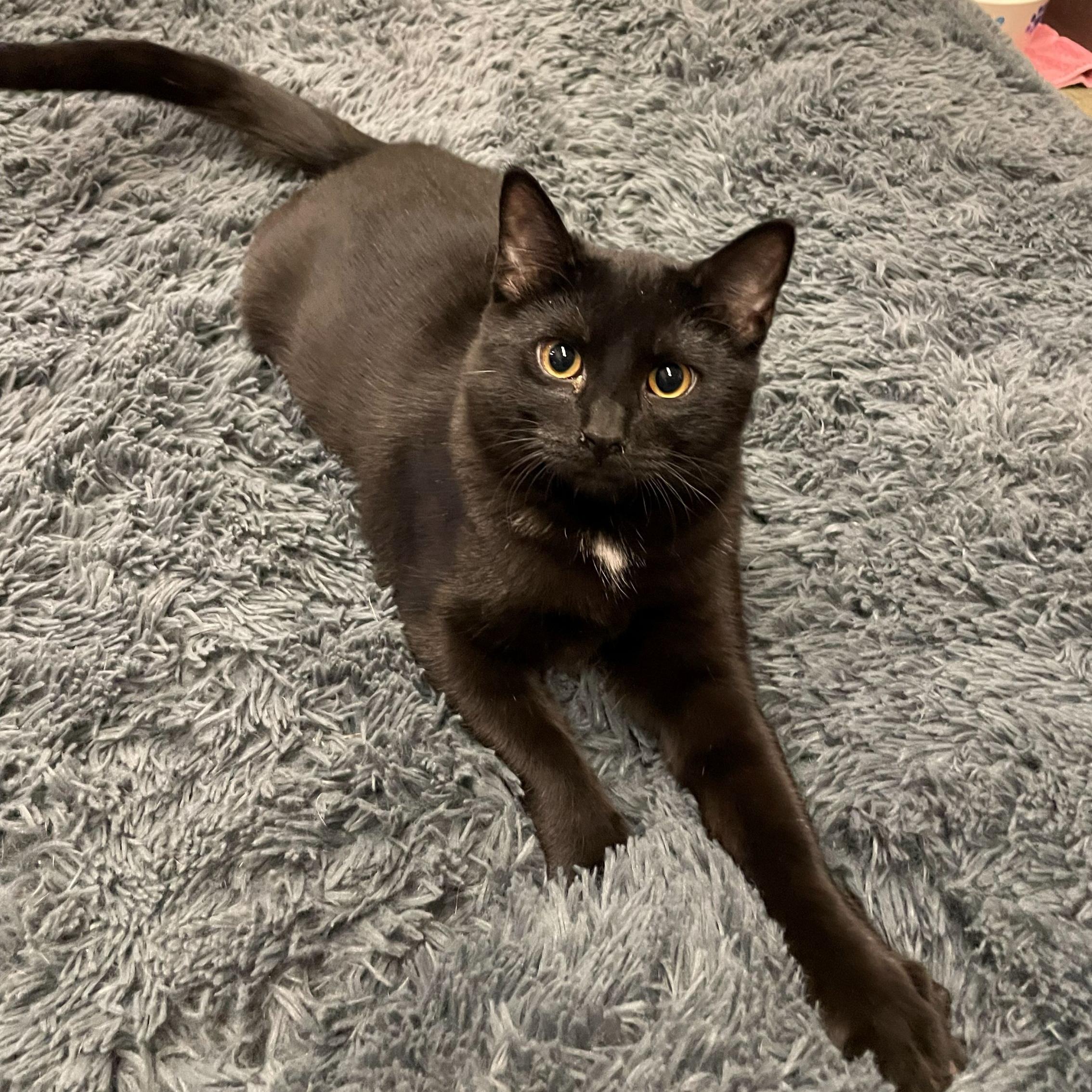 Professor, Adoptable, Kitten Male Domestic Short Hair.