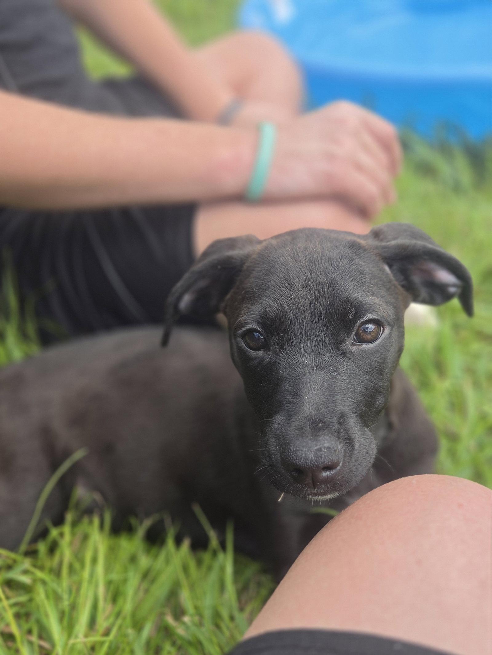 Jack, Adoptable, Puppy Male Labrador Retriever & Australian Shepherd.
