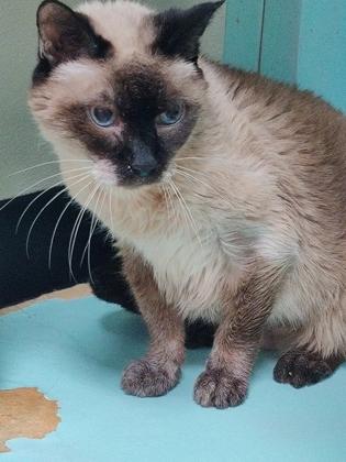 Flower 2564, ADOPTABLE, Senior Female Domestic Short Hair.