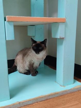 Enlarge Flower 2564, a ADOPTABLE Domestic Short Hair in Oklahoma City, OK image 2/3