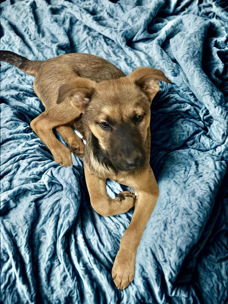 Enlarge Luigi, a Adoptable Dutch Shepherd in Escondido, CA image 2/4