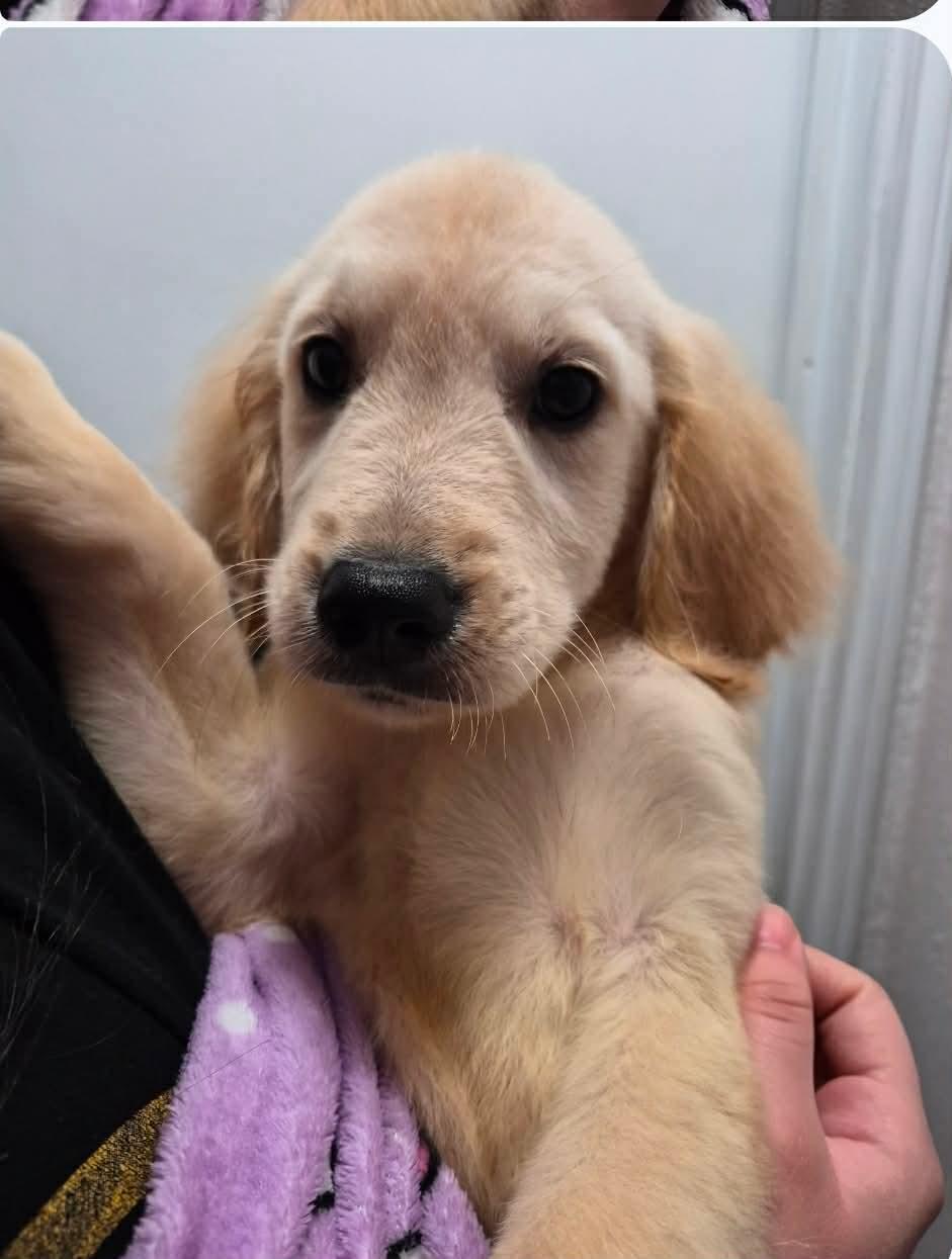 Enlarge Chicago, an adopted Golden Retriever in Houston, TX image 2/2