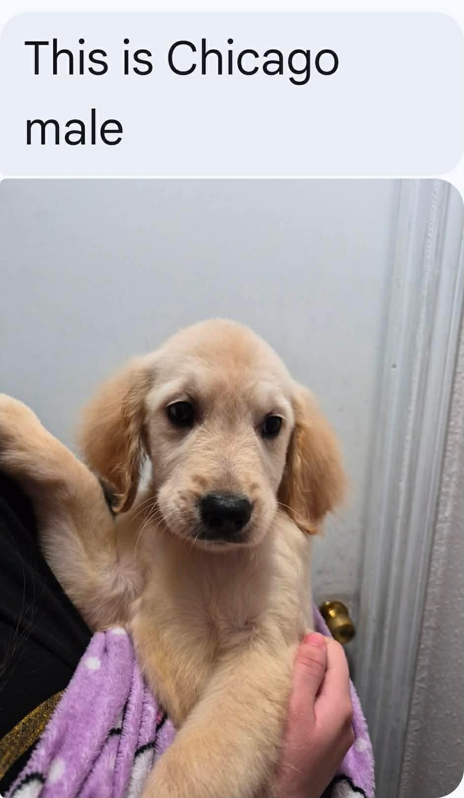 Enlarge Chicago, an adopted Golden Retriever in Houston, TX image 1/2