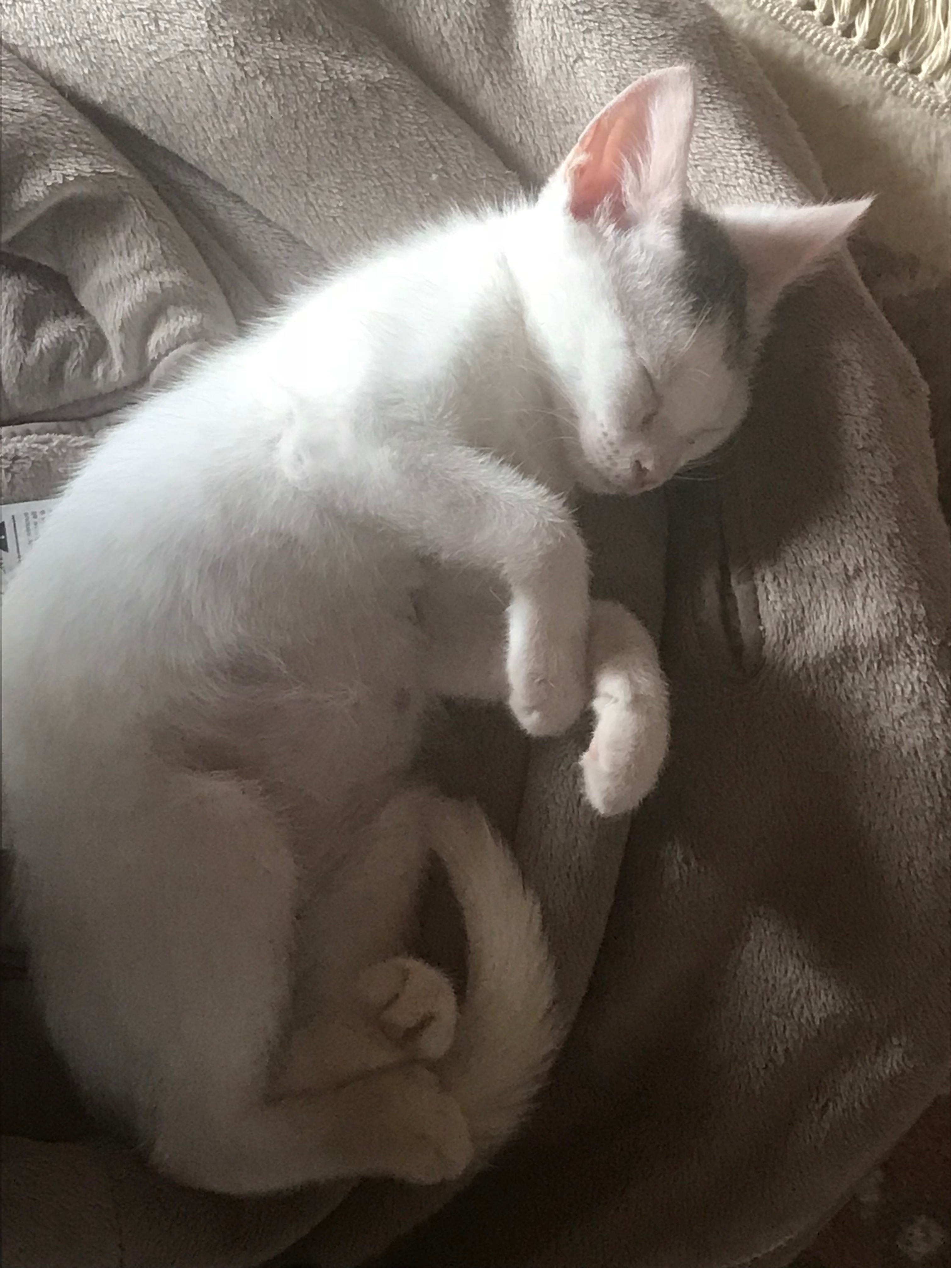 Cappie, Adopted, Young Female Domestic Short Hair.