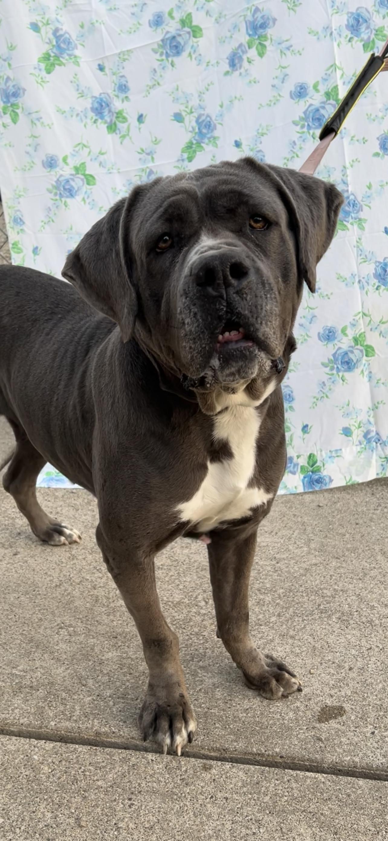 Enlarge Lucy, a Adoptable Cane Corso in Montville, NJ image 2/3