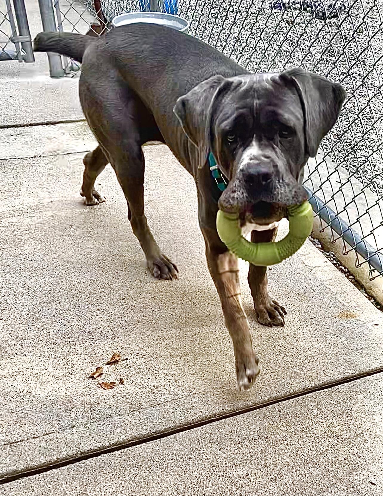 Lucy, a Adoptable mixed breed in Montville, NJ image 2/6