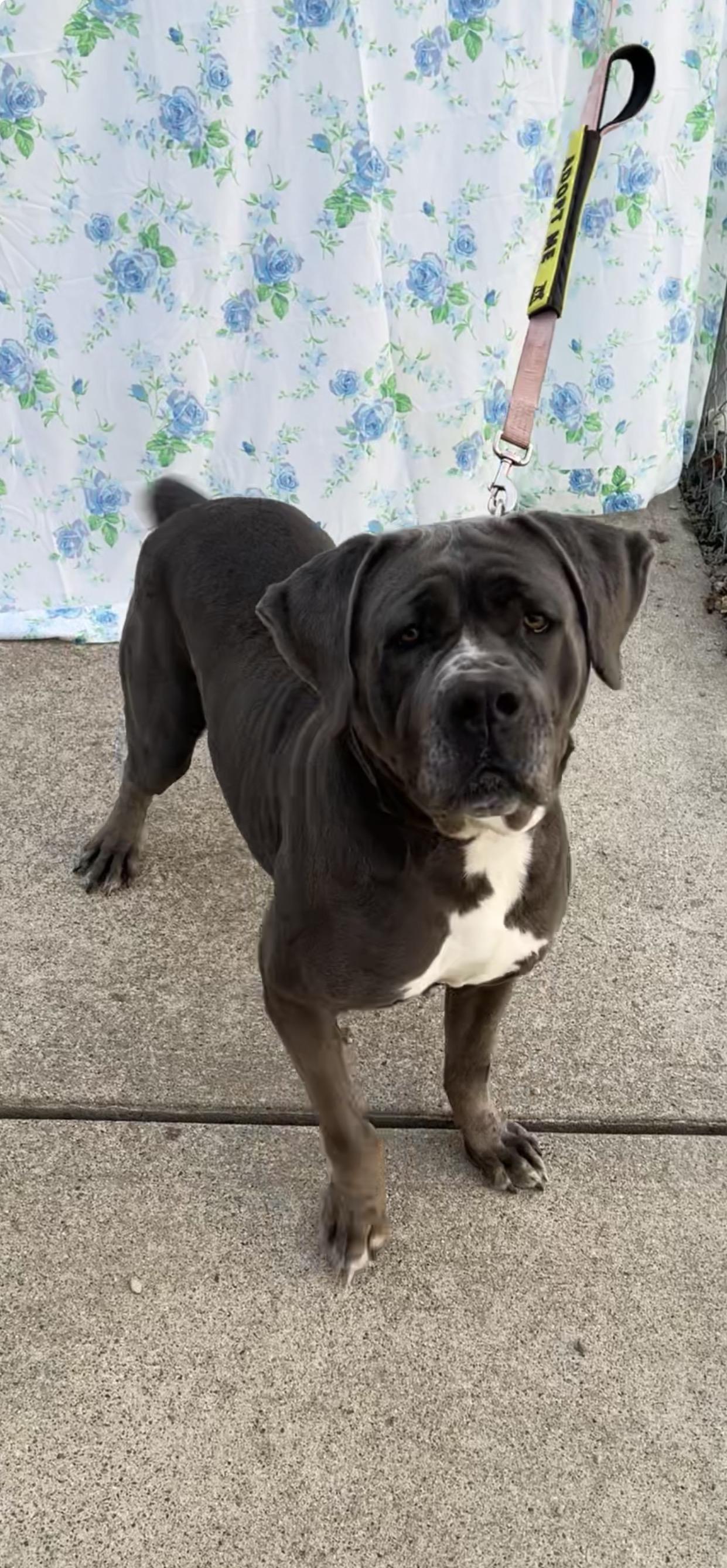 Lucy, Adoptable, Adult Female Cane Corso.