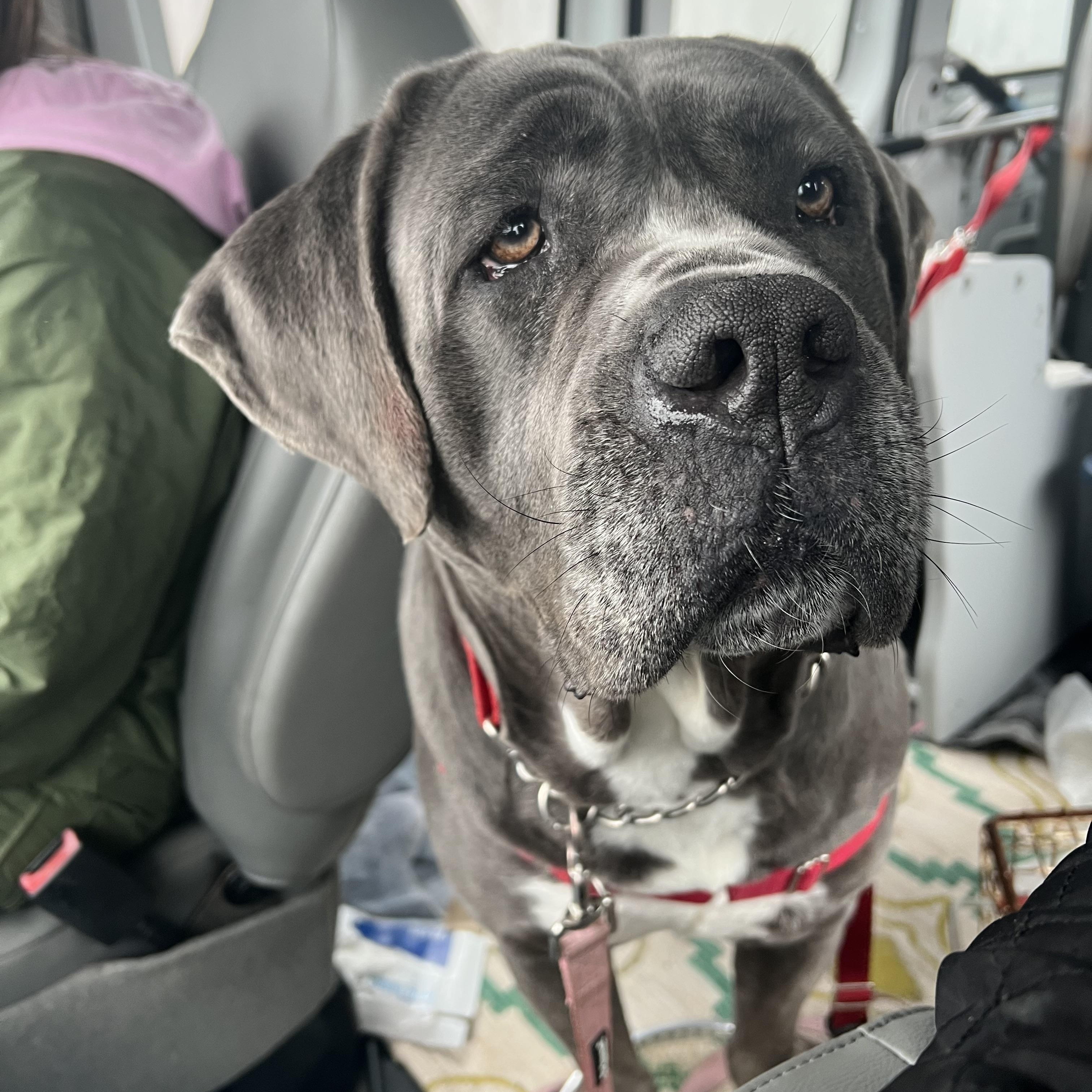 Enlarge Lucy, a Adoptable Cane Corso in Montville, NJ image 3/3