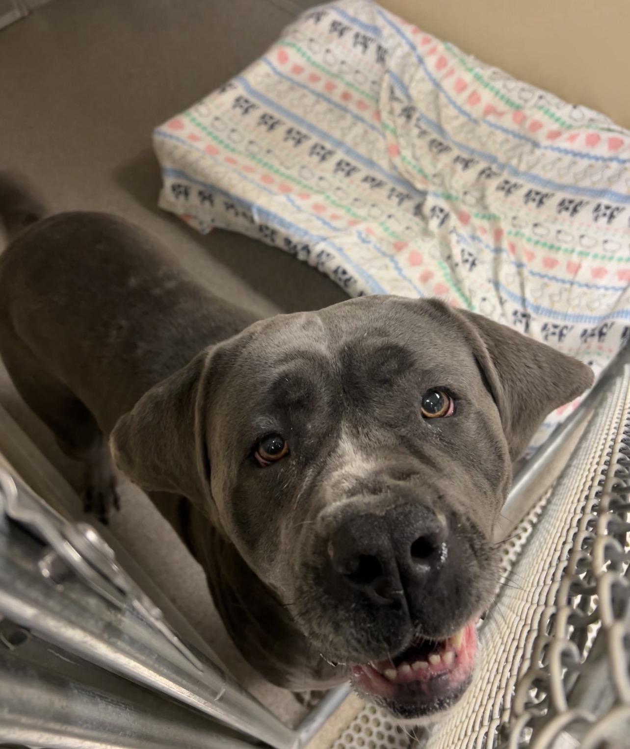 Enlarge Lucy, a Adoptable Cane Corso in Montville, NJ image 2/3