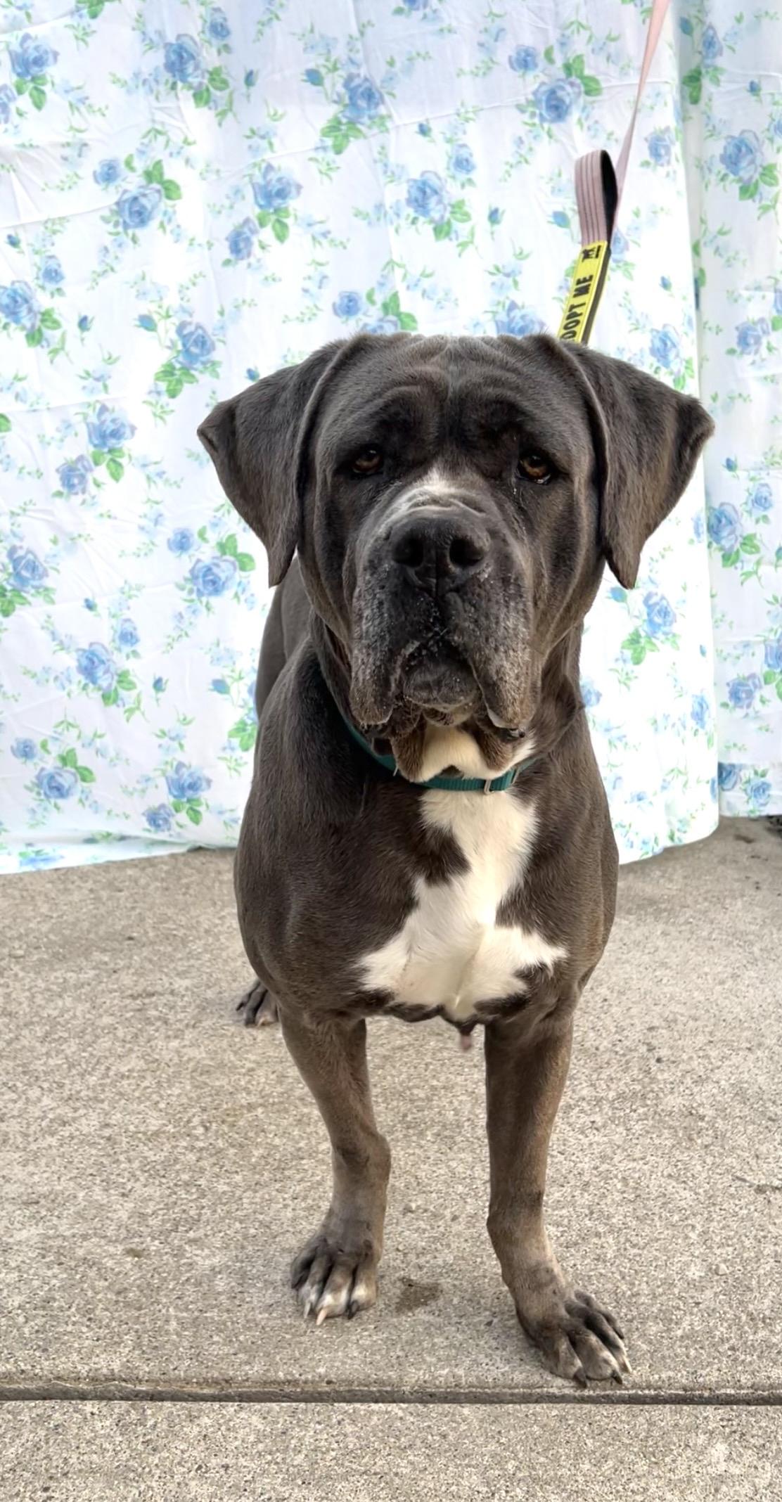 Enlarge Lucy, a Adoptable Cane Corso in Montville, NJ image 3/3