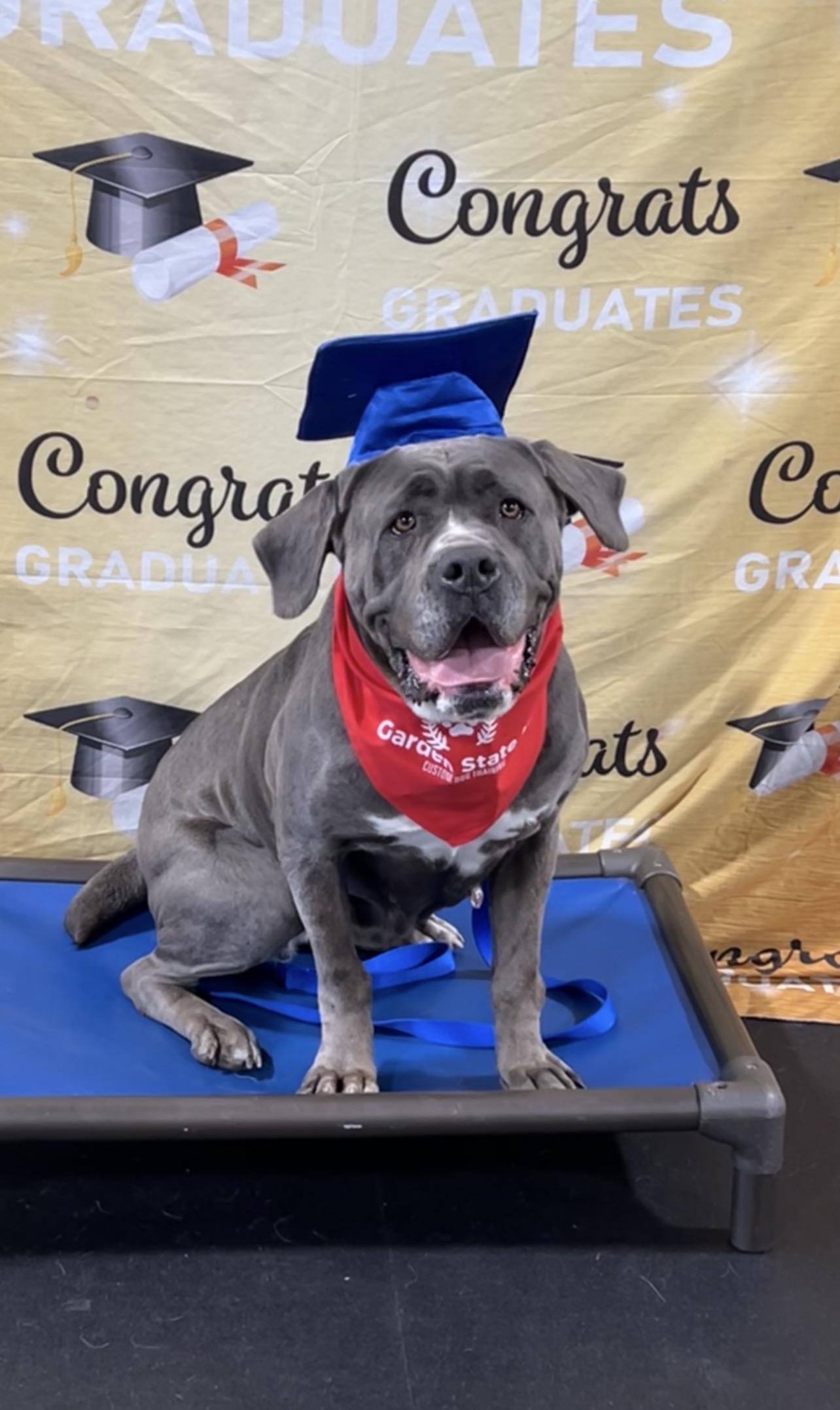 Lucy, a Adoptable mixed breed in Montville, NJ image 1/6