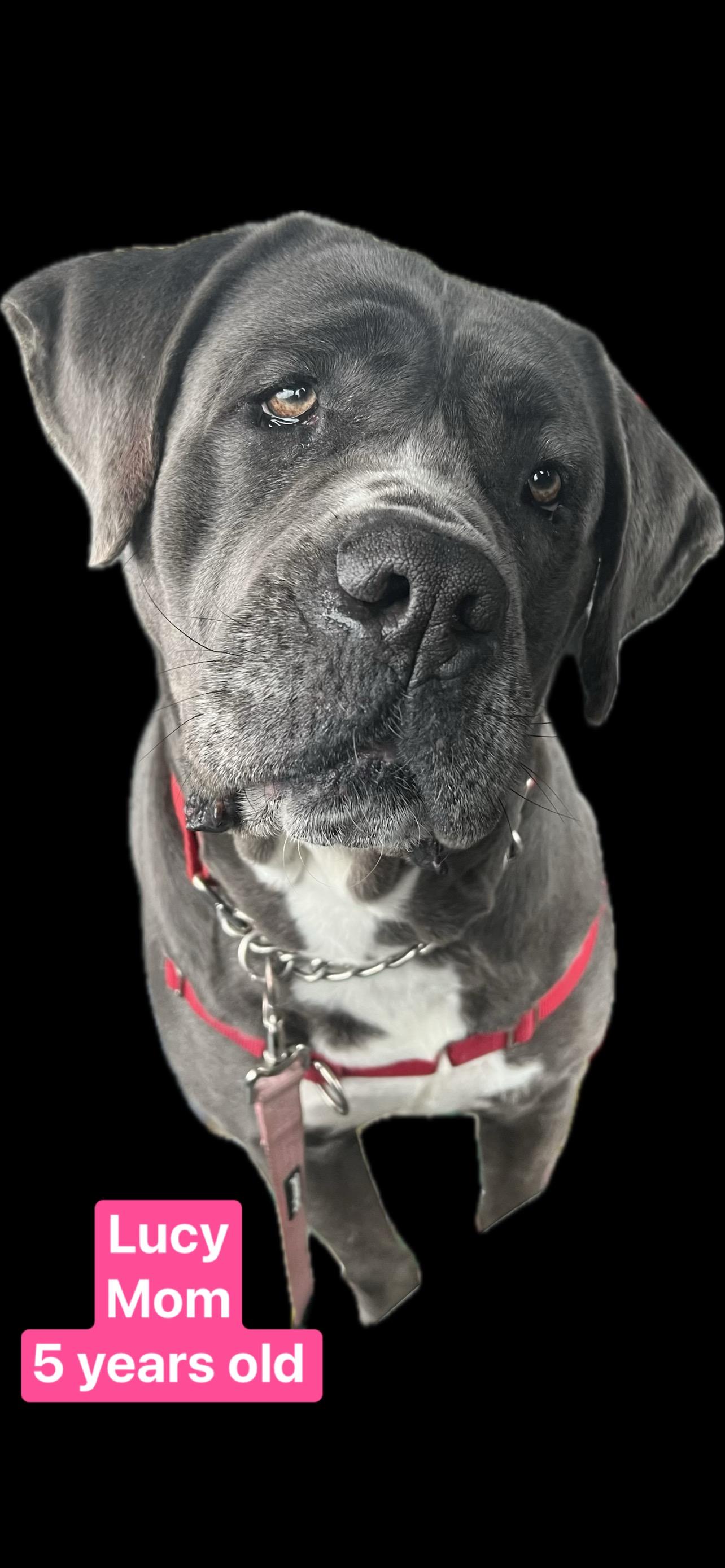 Lucy, Adoptable, Adult Female Cane Corso.