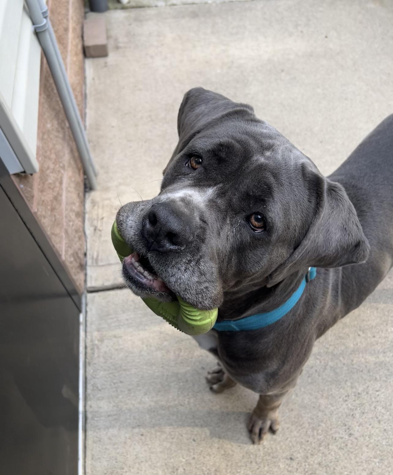 Lucy, a Adoptable mixed breed in Montville, NJ image 6/6