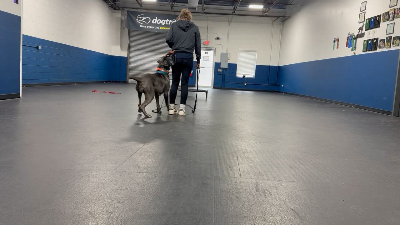 Enlarge Lucy, a Adoptable mixed breed in Montville, NJ video 3/6