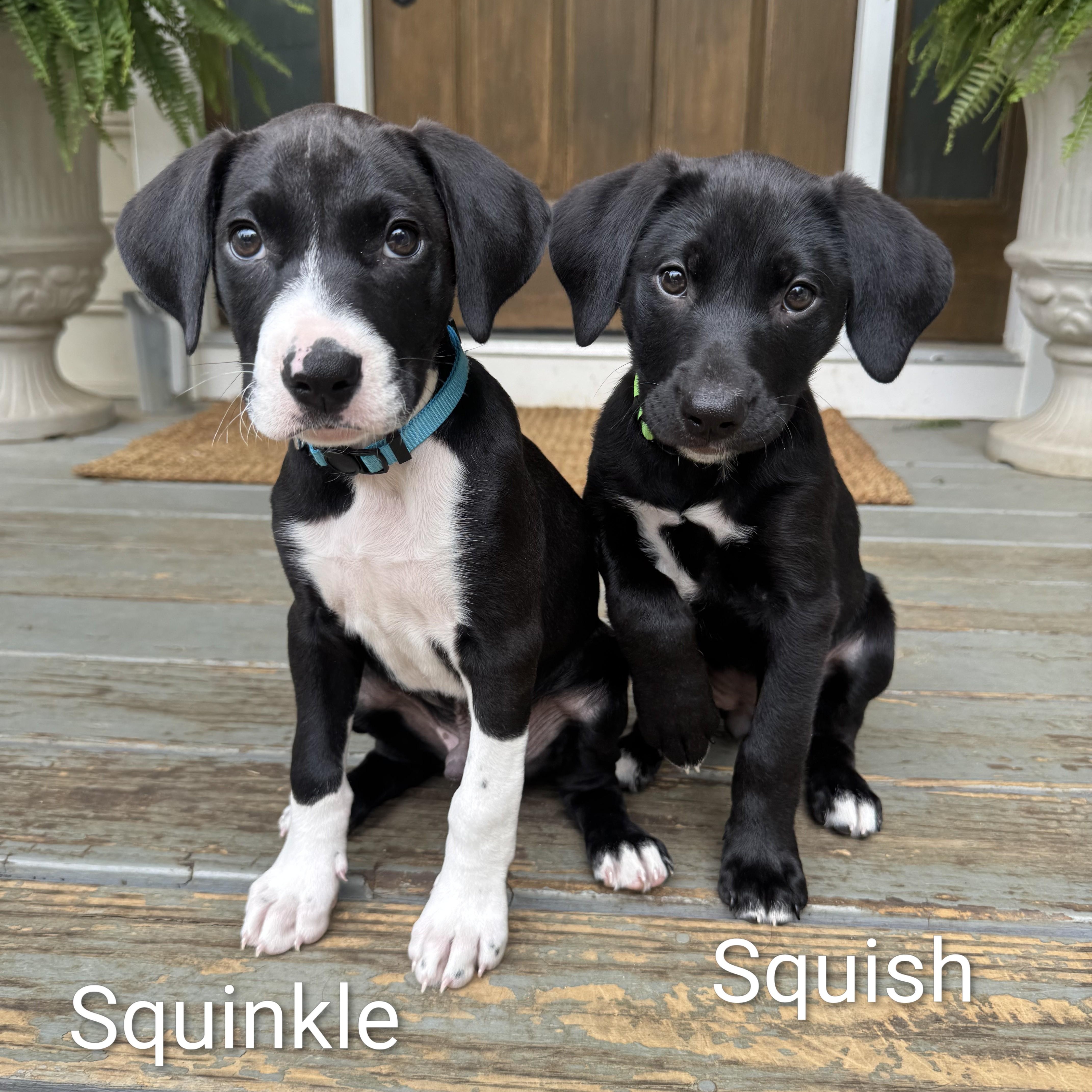 Squish, an adopted mixed breed in Alexandria, VA image 3/6