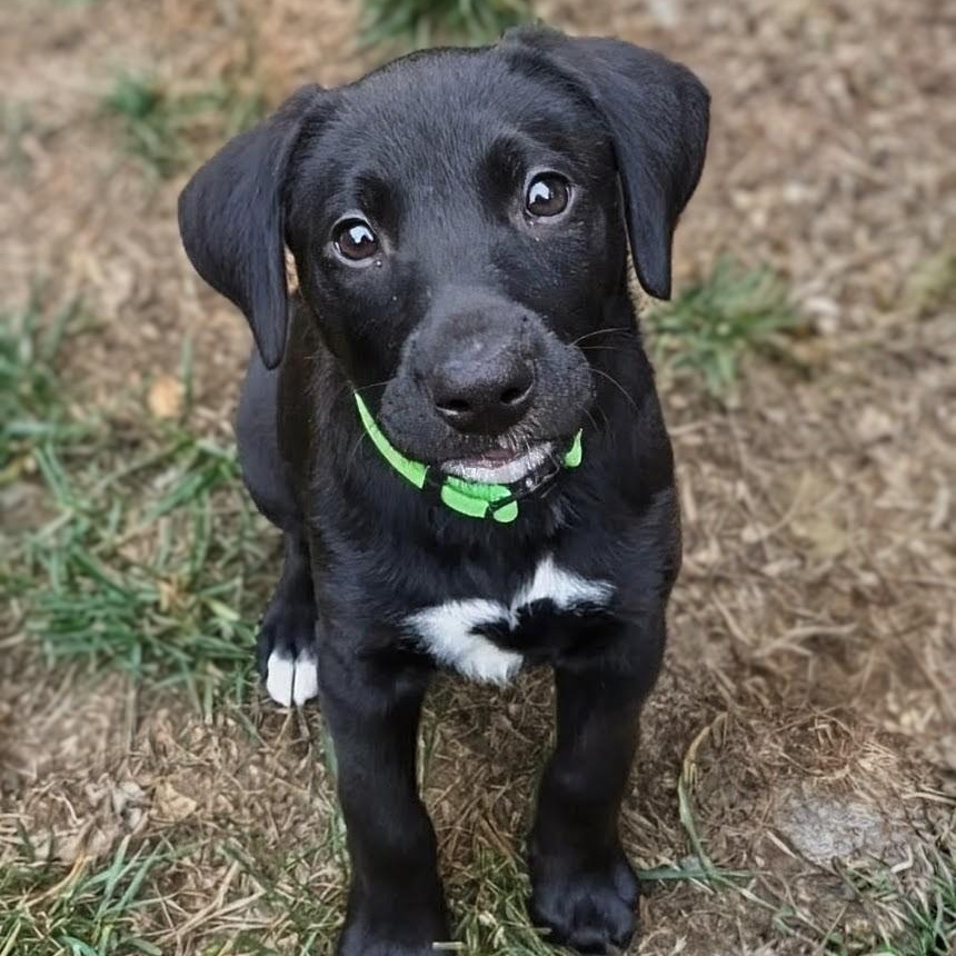 Squish, adopted, Puppy Female Mixed Breed.