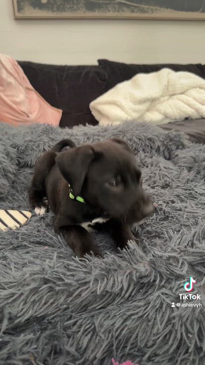 Enlarge Squish, an adopted mixed breed in Alexandria, VA video 6/6