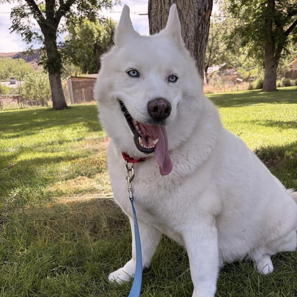 Ray Ray, a Adoptable Siberian Husky in Hurricane, UT image 1/6