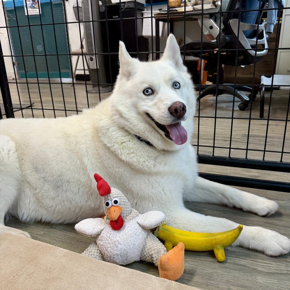 Ray Ray, Adoptable, Adult Male Siberian Husky.