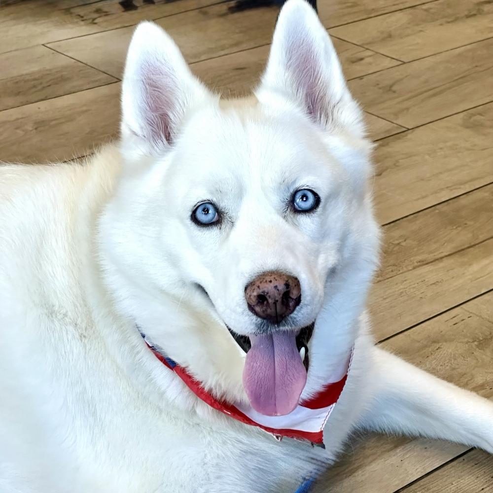 Enlarge Ray Ray, a Adoptable Siberian Husky in Hurricane, UT image 2/6