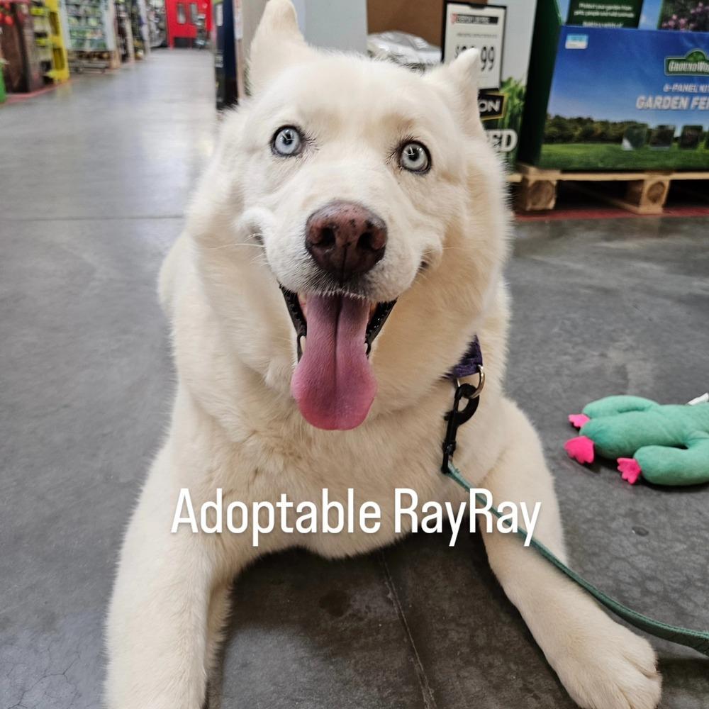 Ray Ray, a Adoptable Siberian Husky in Hurricane, UT image 3/6