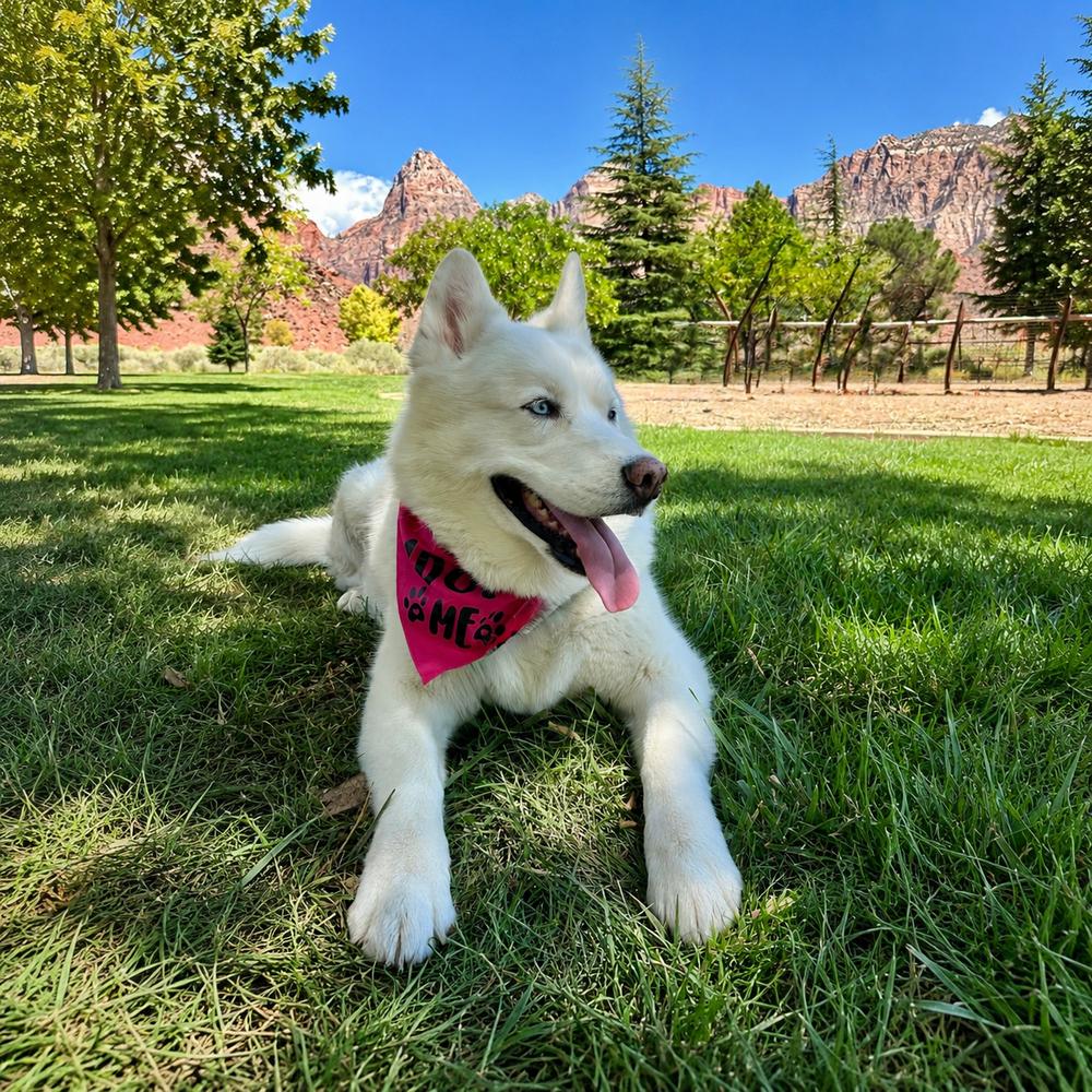 Ray Ray, a Adoptable Siberian Husky in Hurricane, UT image 1/6