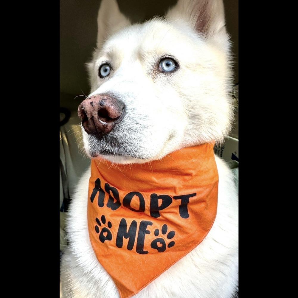 Ray Ray, Adoptable, Adult Male Siberian Husky.