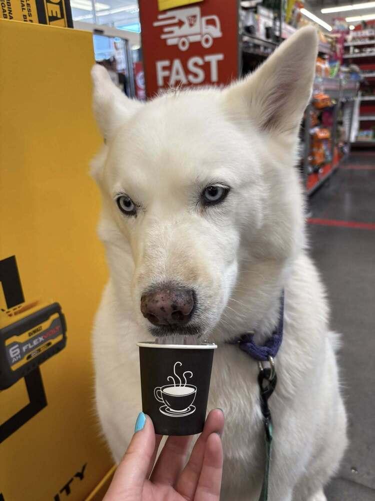 Ray Ray, a Adoptable Siberian Husky in Hurricane, UT image 4/6