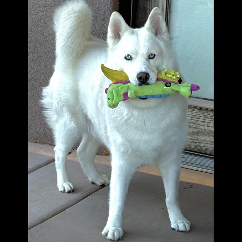 Enlarge Ray Ray, a Adoptable Siberian Husky in Hurricane, UT image 3/6