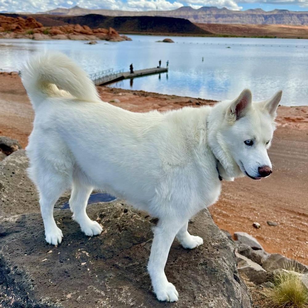 Enlarge Ray Ray, a Adoptable Siberian Husky in Hurricane, UT image 4/6