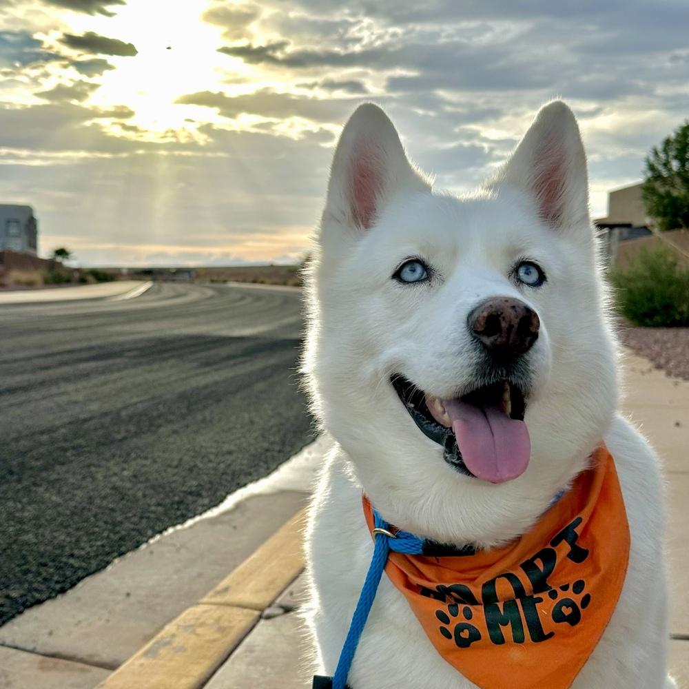 Enlarge Ray Ray, a Adoptable Siberian Husky in Hurricane, UT image 5/6