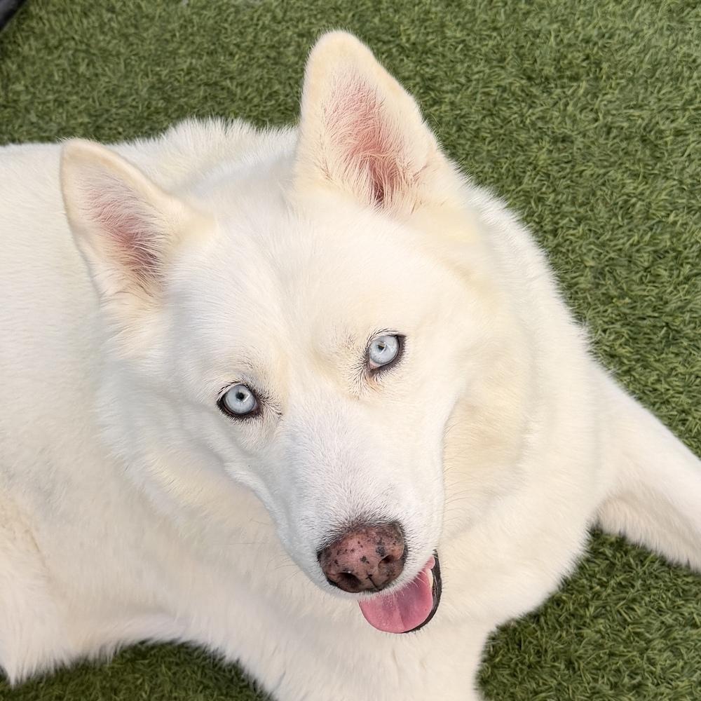 Ray Ray, a Adoptable Siberian Husky in Hurricane, UT image 5/6